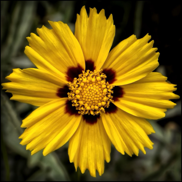 Yellow flower used for the 100 by 100 puzzle